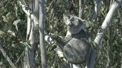 Marsupiaux en danger