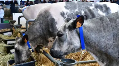 Les animaux et nous : l'amour vache
