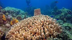 Visuel de Martinique, à la recherche des trésors de la mer