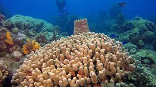 Martinique, à la recherche des trésors de la mer