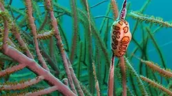 Martinique, sous la mer, les mystères de la vie