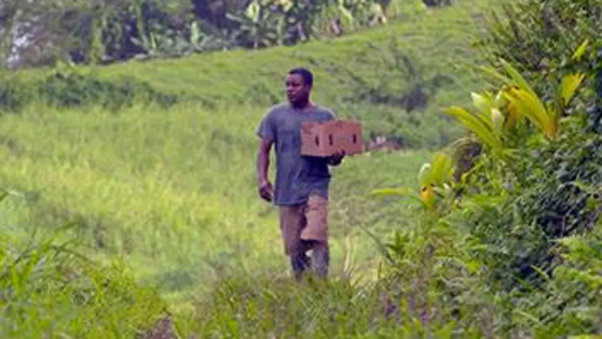 Martinique, sur la route de la Trace