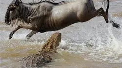 Visuel de Masai Mara : la migration de tous les dangers