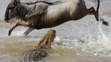 Masai Mara : la migration de tous les dangers