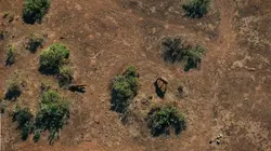 Mashatu, terre de léopards