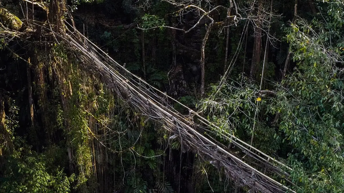 Matériaux d'hier et de demain Ponts vivants et constructions en fibres