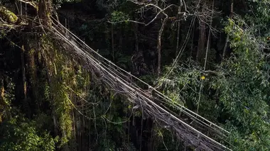 Ponts vivants et constructions en fibres