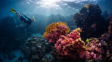 Focus/soirée 2 (Protégeons les récifs coralliens) - 06/09