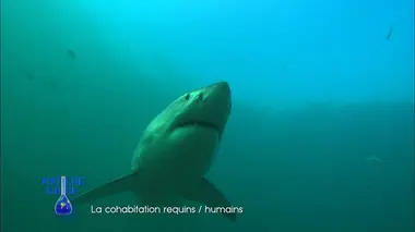 Les Dents de la Mer : la réalité rejoint-elle la fiction ?