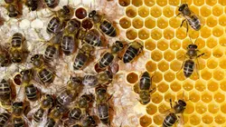 Matière grise Et si une piqûre d'abeille pouvait vous soigner ?