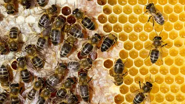 Et si une piqûre d'abeille pouvait vous soigner ?