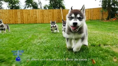 Les chiens sont-ils bons pour la santé des bébés ?