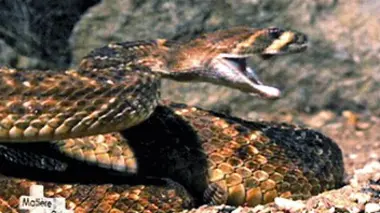 Du venin mortel pour sauver des vies