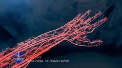 Matière grise Notre corps, ce réseau social