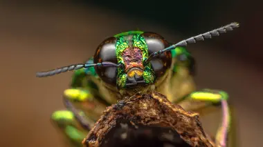 Les superpouvoirs des insectes