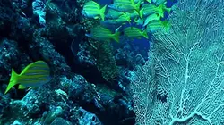 Visuel de Mayotte, quand le corail blanchit
