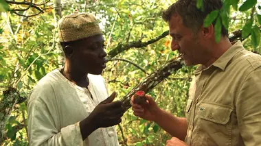 Cameroun, l'arbre antidouleur