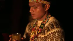 Médecines d'ailleurs Colombie, la culture du yagé