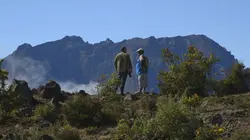 Médecines d'ailleurs  La Réunion : Tisanes créoles