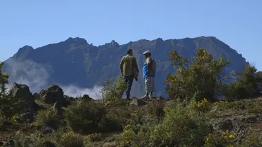 La Réunion : Tisanes créoles