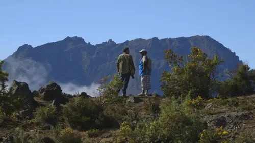 Médecines d'ailleurs La Réunion : Tisanes créoles