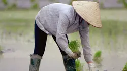 Médecines d'ailleurs Vietnam, le maître de médecine