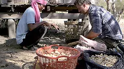 Visuel de Médecines d'ailleurs