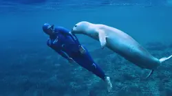 Méditerranée, l'odyssée pour la vie  Devenir adulte