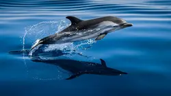 Méditerranée, l'odyssée pour la vie