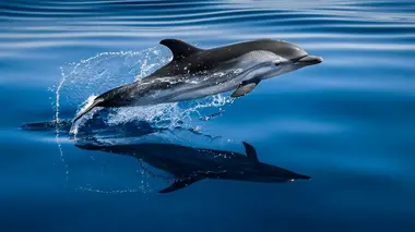 Méditerranée, l'odyssée pour la vie Vieillir et renaître