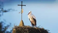 Méditerranée, l'odyssée pour la vie Mettre au monde