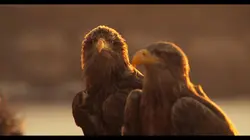 Méditerranée, l'odyssée pour la vie  Devenir adulte