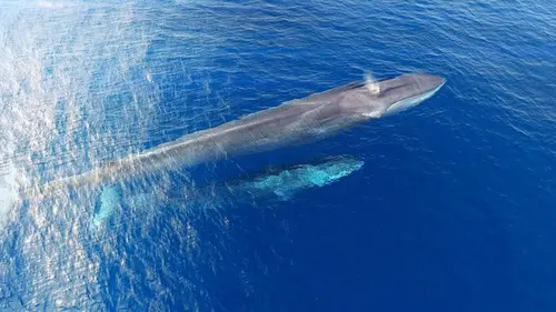 Méditerranée, l'odyssée pour la vie Devenir adulte