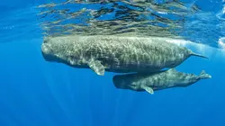 Méditerranée, l'odyssée pour la vie