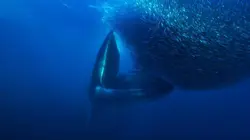 Méditerranée, l'odyssée pour la vie