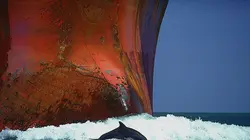 Méditerranée, l'odyssée pour la vie