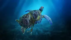 Méditerranée, l'odyssée pour la vie