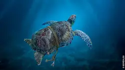 Méditerranée, l'odyssée pour la vie