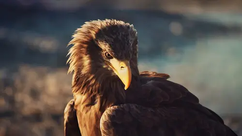 Méditerranée, l'odyssée pour la vie Prendre soin du vivant