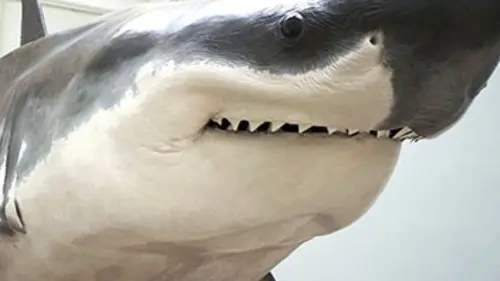 Méditerranée, le royaume des requins