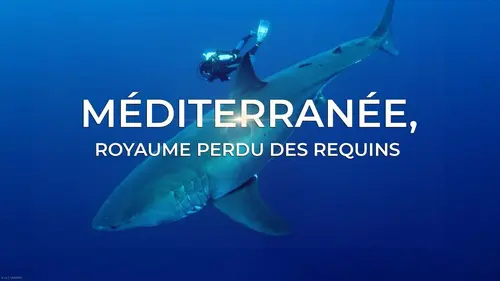 Casting Méditerranée, le royaume perdu des requins
