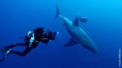 Méditerranée, le royaume perdu des requins