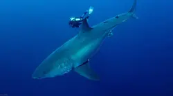 Méditerranée, le royaume perdu des requins