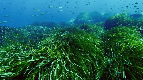 Méditerranée : Mes plongées secrètes
