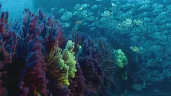 Méditerranée : Mes plongées secrètes