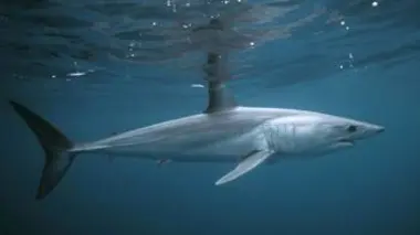 Méditerranée, requiem pour les requins