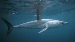 Méditerranée, le royaume perdu des requins