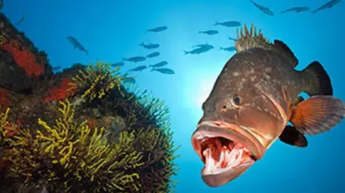 Méditerranée sauvage E01 Les légendaires