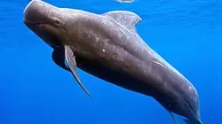 Visuel de Méditerranée sauvage