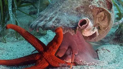 Méditerranée sauvage E05 Les survivants